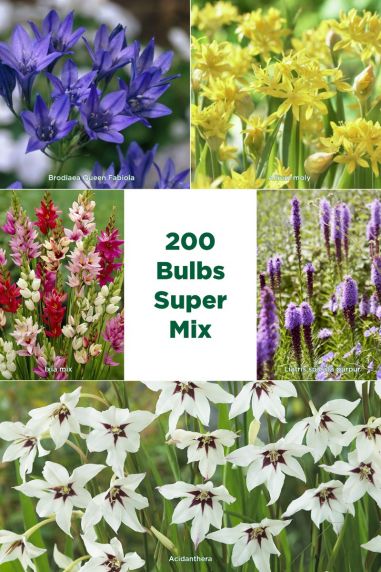 Melange de bulbes de fleur