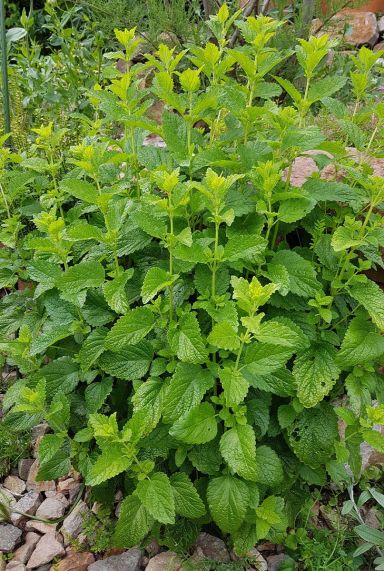 Melissa officinalis plante de jardin