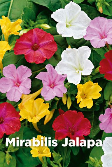 Mirabilis jalapa bulbes a fleurs