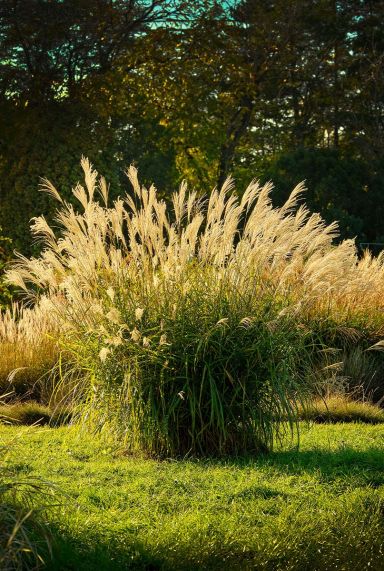 Miscanthus sinensis plante de jardin