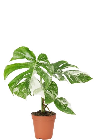Monstera