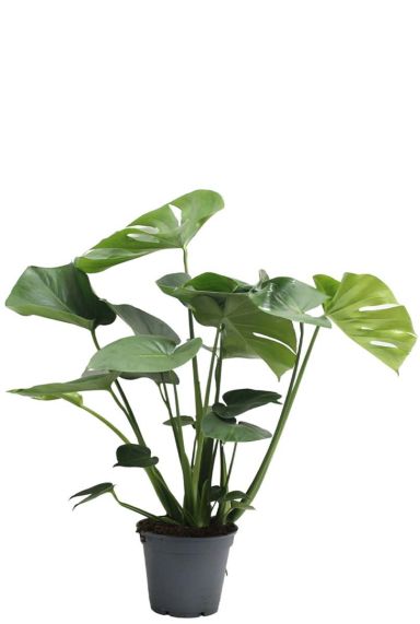 Monstera Deliciosa