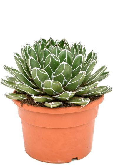 Agave victoria reginae