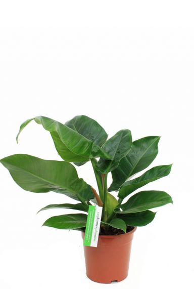 Belle plante d'intérieur vert impérial philodendron