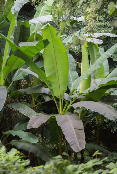 Musa basjoo p17 plante de jardin
