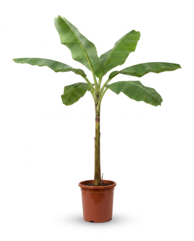 Musa basjoo
