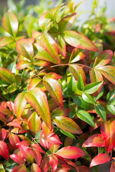 Nandina domestica obsessed plante de jardin