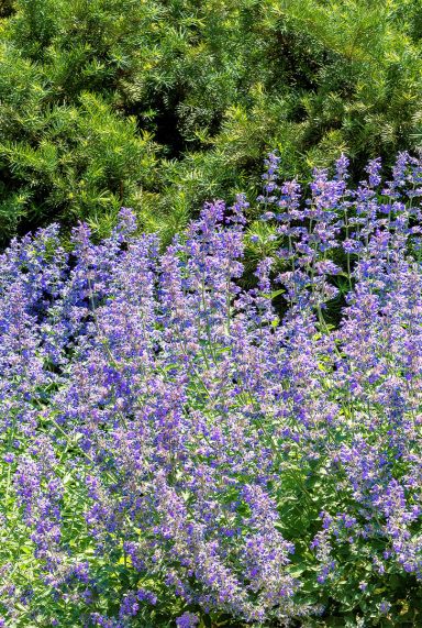 Nepeta faassenii plante de jardin