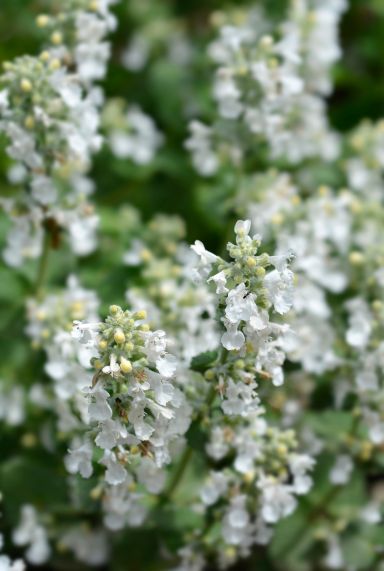 Nepeta faassenii snowflake plante de jardin