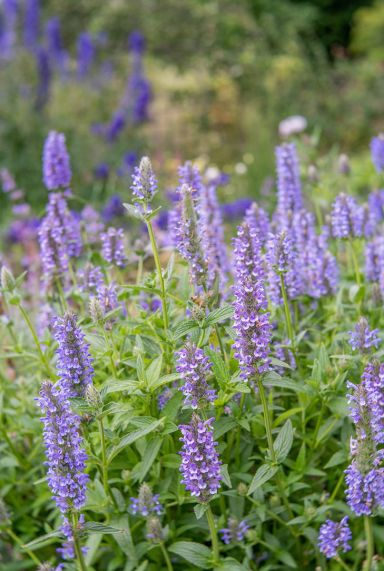 Nepeta nervosa blue moon plante de jardin