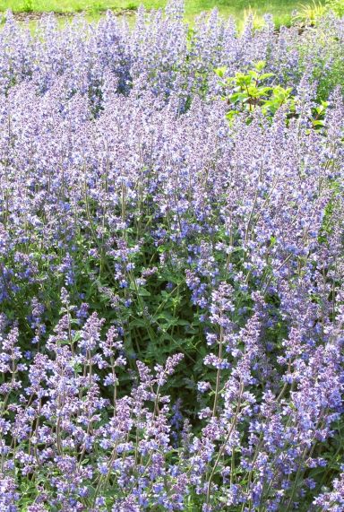 Nepeta walker s low plante de jardin