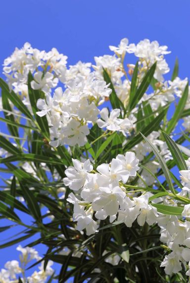 Nerium oleander plante de jardin p26