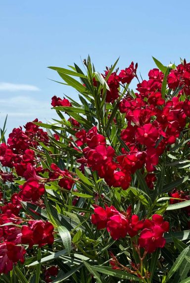 Nerium oleander rood plante de jardin p26