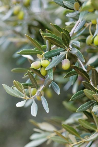 Olea europaea p24 plante de jadin 2