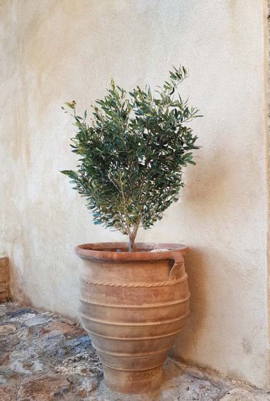 Olea europaea p28 plante de jadin