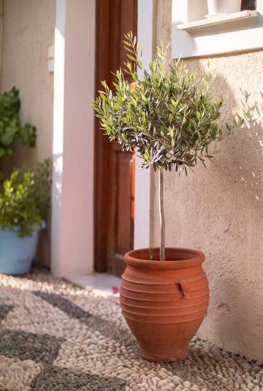 Olea europea olivier