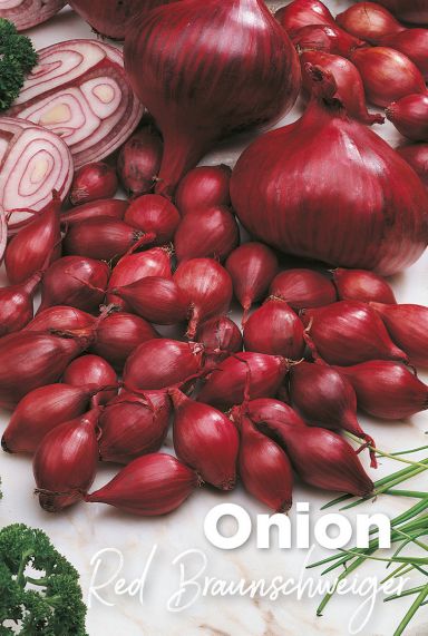Onion red braunschweiger oignon rouge