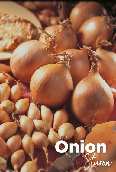 Onion sturon bulbes d oignons