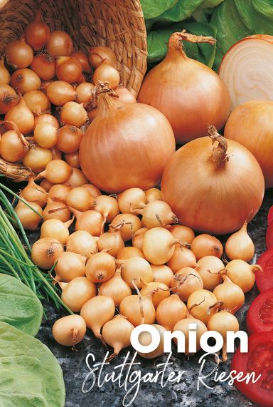 Onion stuttgarter riesen bulbes d oignons