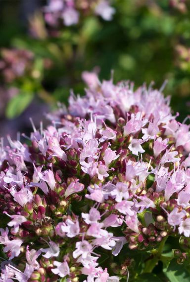 Origanum vulgare plante de jardin 1