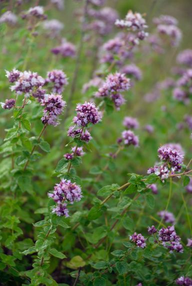Origanum vulgare plante de jardin p9