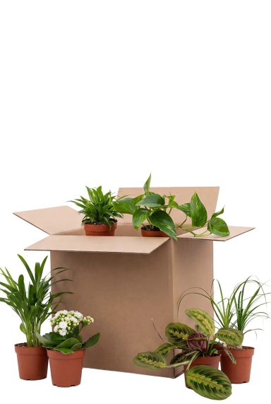 Boîte seconde chance – 6 pièces