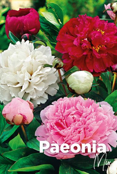 Paeonia mix bulbes a fleurs