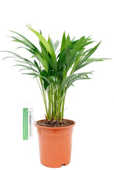 Areca (chrysalidoc.) lutescens 