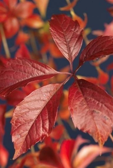 Parthenocissus engelmannii plante de jardin
