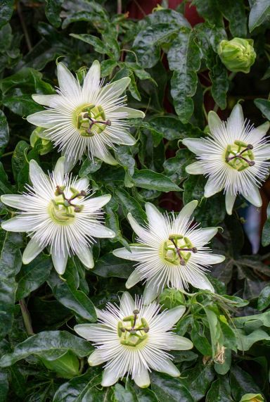 Passiflora caerulea constance elliot plante de jardin