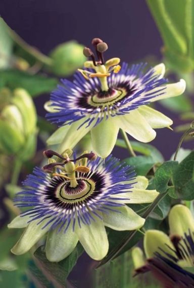 Passiflora caerulea plante de jardin