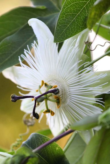 Passiflora snow queen plante de jardin p23