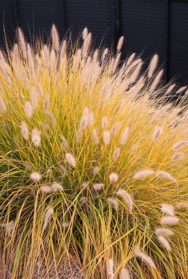 Pennisetum alopecuroides hameln plante de jardin