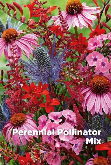 Perennial pollinator mix bulbes a fleurs