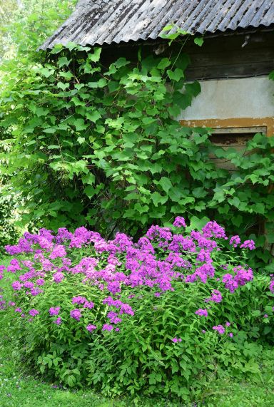 Phlox paniculata laura plante de jardin