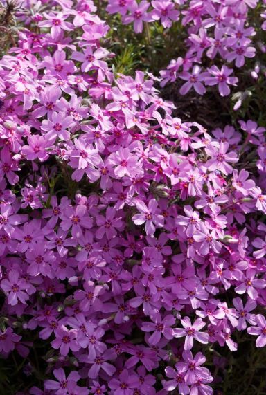 Phlox subulata macdaniel cushion plante de jardin