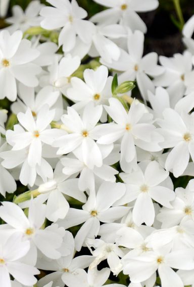 Phlox subulata white plante de jardin