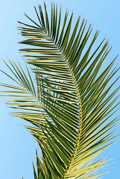 Phoenix canariensis plante de jardin