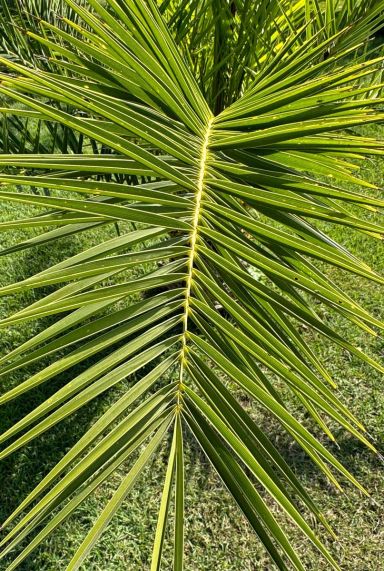 Phoenix canariensis plante de jardin p15