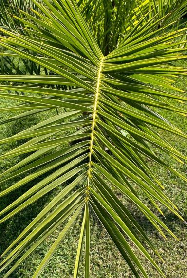 Phoenix canariensis plante de jardin p19