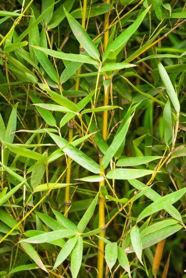 Phyllostachys aurea plante de jardin