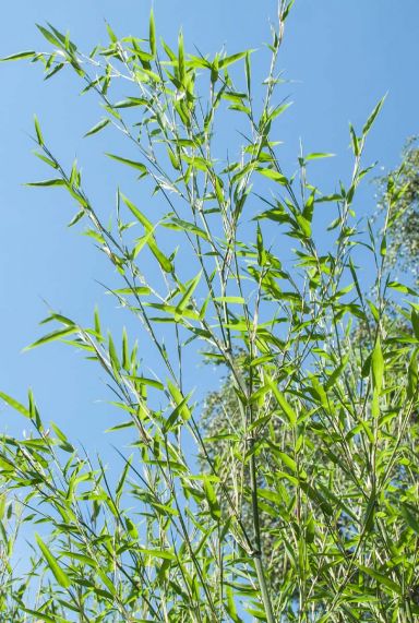 Phyllostachys bissetii bambou p28