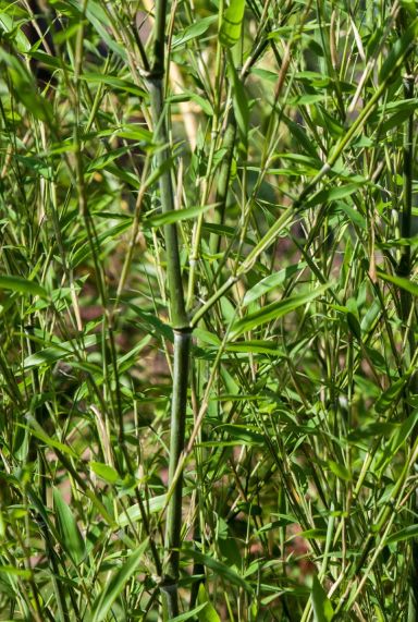 Phyllostachys bissetii plante de jardin