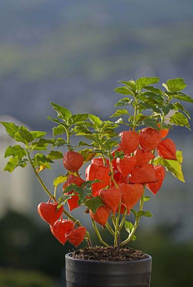 Physalis alkekengi franchetii plante de jardin