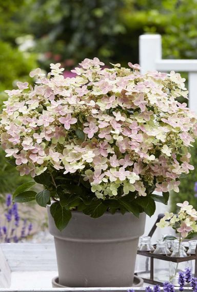 Plante de jardin hydrangea paniculata ophelia