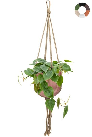 Plante suspendue dans un pot rose