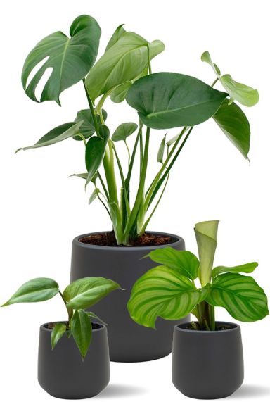 Plantes dans des pots noirs