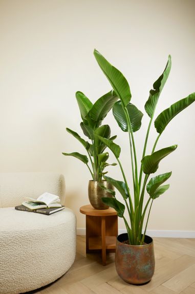 Plantes de strelitzia en pot 1