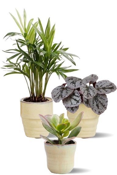 Plantes en pot beige