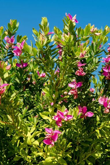 Polygala myrtifolia plante de jardin 1
